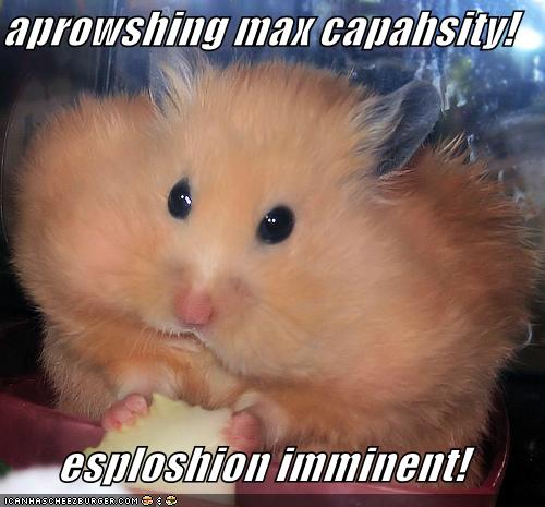 funny pics of hamsters